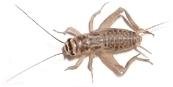 moving cricket2.JPG