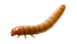 lizard-feeder-insects-mealworms_1.png