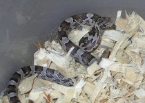 baby corn B 1.jpg