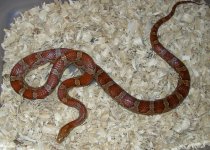 Hypo Adult M A.jpg