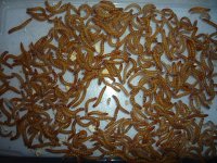 Mealworms1.jpg