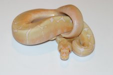 AlbinoSpiderFem1.jpg