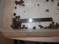 Roaches 018 small discoids.jpg