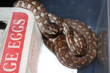 breeder group 026red.jpg