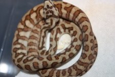 breeder group 027red.jpg