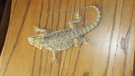 IMG_1132.jpg
