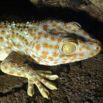 Tokay Gecko 4.jpg