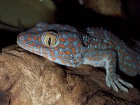 Tokay Gecko 3.jpg