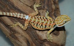 $ A 01-14 topcage 012_edited-1.jpg