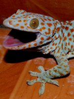 Tokay Gecko 2.jpg