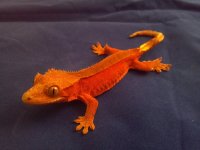 2011-12-14_21-54-23_312.jpg