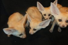 four_fennec_fox_kits.jpg