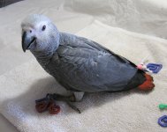 African Grey.jpg