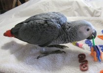African Grey1.jpg