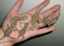 Baby beardies.jpg
