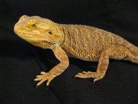 IMG_2662.jpg