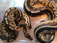 Black Pastel het Pied vs Cinny het Pied lrg.jpg