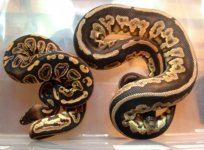 Black Pastel het Pied vs Cinny het Pied lrg2.jpg