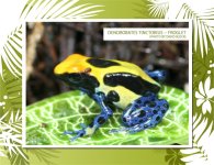 Froglet-kb.jpg