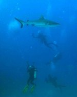 Sharks diver.JPG