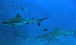 Shark group.JPG