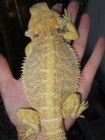 5. Bright Yellow CN Male.jpg