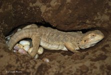# A 10-10 WhitehypoILB 001_edited-1.jpg