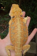 2. Orange Female HB CN 2.jpg