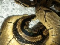 IMG_20111003_123529.jpg