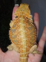 9. Little Orange CN male.jpg