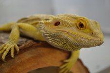 DSC_1001.jpg