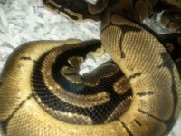 IMG_20111003_123534.jpg