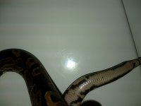 IMG_20111010_231931.jpg