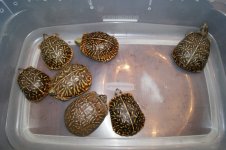 turtles 001.jpg