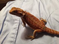 Beardeddragoncarolinaclassicdragons.jpg