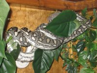 cyclone snakes 003.jpg