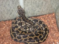 cyclone snakes 005.jpg