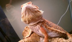 fauna4.jpg