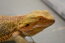 DSC_0839.jpg