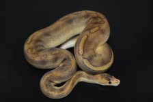 Champagne Het Hypo Male (2).jpg