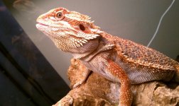 fauna3.jpg