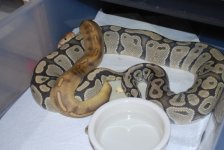 ChampagneHetHypo X Hypo #9.jpg