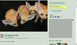 fennecfox2.jpg
