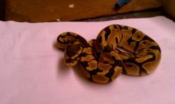 enchi female.jpg