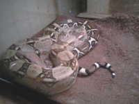 maleboa3.jpg