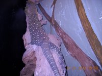 small croc 002.jpg