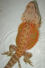IMG_1931.jpg
