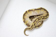 lesser enchi male 2 pic 2.JPG
