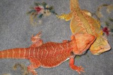 IMG_0479.jpg