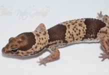 shapeimage_11.jpg